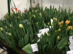 [Tulip test greenhouse 3.jpg]